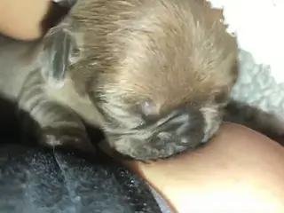 Breast worship session from a very sexy animal