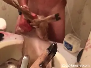 Aroused man tries fucking a small goat in his bathroom