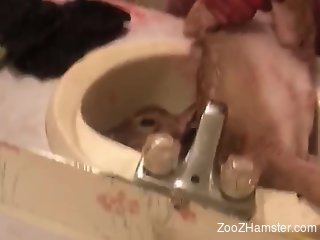Aroused man tries fucking a small goat in his bathroom