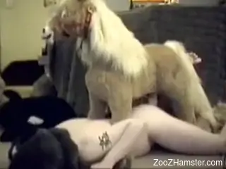 Furry dude fucking a pony in a really fun way