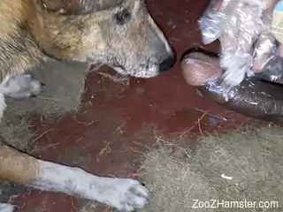 Dude shows his big black cock to a very slutty dog