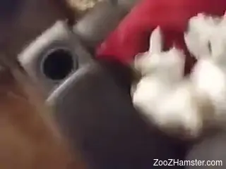 Dude fucking every pet because he fucking can