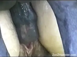 Hardcore fucking movie showing deep horse dicking