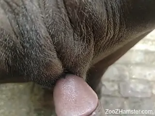 Wrinkly animal cunt abused by a horny motherfucker