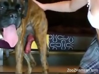 Wild whores in a wild porn video with a doggo