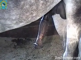 Horse cock being showcased in the hottest fashion