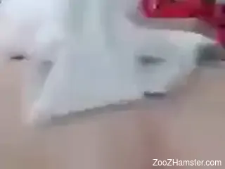 Dude looks horny AF while banging the kinky dog