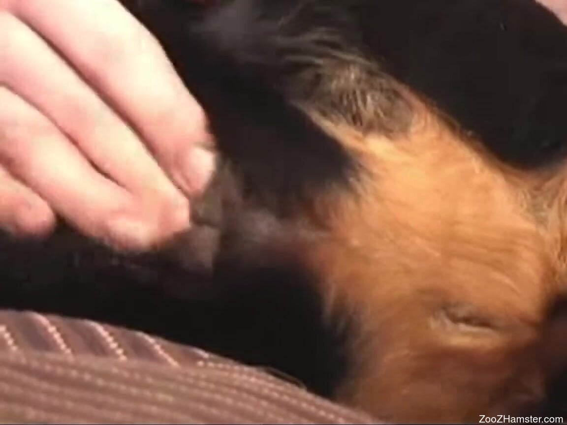 Guy playing around with a dogs pussy to the limit