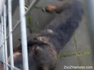 Sexy animal unleashed in a very kinky scene here