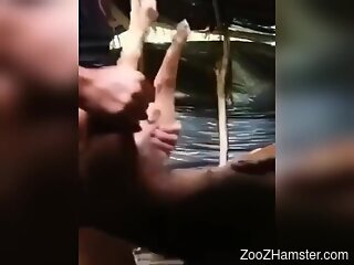 Dude uses his dick to dominate a sexy animal today