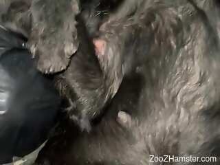 Naked man craves this furry dog's tiny pussy for loud sex