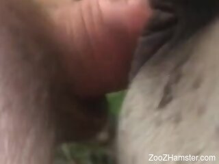 Naked man fucks animal in the pussy and records the scenes
