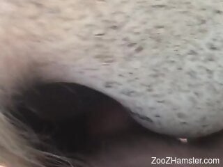 Man fucks horse in the wet pussy during outdoor zoo scenes