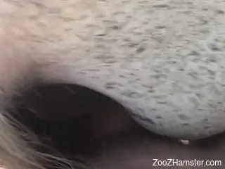 Man fucks horse in the wet pussy during outdoor zoo scenes