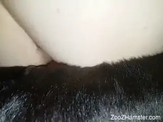Nude woman shares closeup cam scenes fucking with the dog