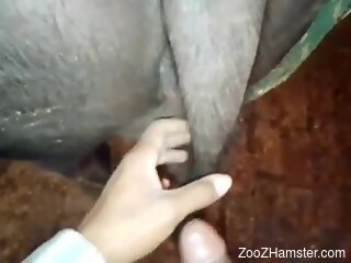 Aroused man craves horse pussy for POV cam sex