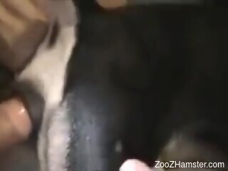 Aroused man loudly fucks furry dog in the ass while on cam