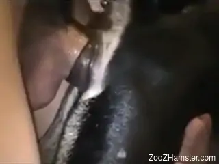 Aroused man loudly fucks furry dog in the ass while on cam
