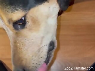 Dog licks man's penis in kinky modes during homemade jerk off