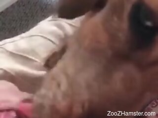 Dog licks man's erect dick in highly intriguing oral