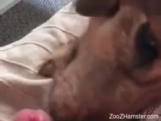 Dog licks man's erect dick in highly intriguing oral