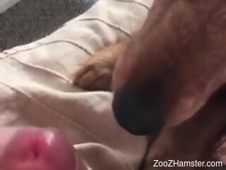 Dog licks man's erect dick in highly intriguing oral