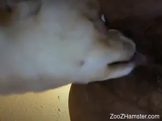 small dog licks woman's tight holes in slutty scenes