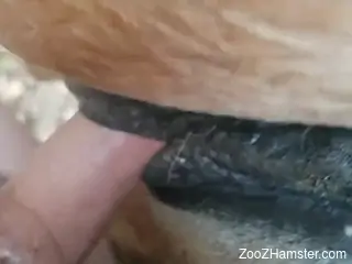 Man fucks horse in the pussy and shares some of the best scenes