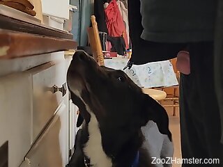 Dog licks man's ass and his dick in homemade zoophilia