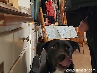 Dog licks man's ass and his dick in homemade zoophilia