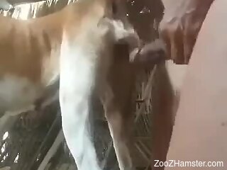 Man pushes his erect dick deep in a farm animal's ass