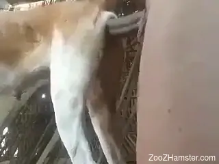 Man pushes his erect dick deep in a farm animal's ass