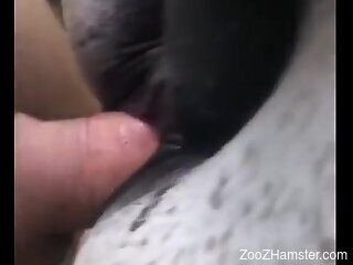 Man deep fucks tight horse and enjoys best zoophilia orgasm