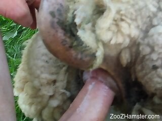 Horny man fucks sheep in the pussy and records the whole thing