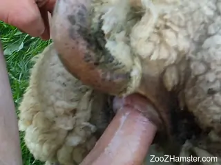 Horny man fucks sheep in the pussy and records the whole thing