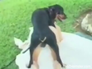 Dog fucks naked woman hard as fuck and comes in her
