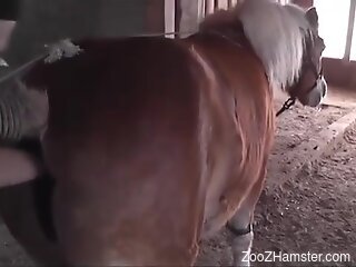 Strong fist fucking moments of horse porn for a gay man