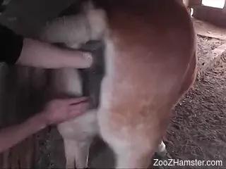 Strong fist fucking moments of horse porn for a gay man