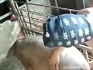 Aroused man deep fucks farm pig in merciless kinks