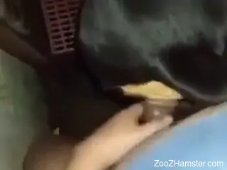 Naked woman gets filmed enjoying dog porn in the kinkiest posi...