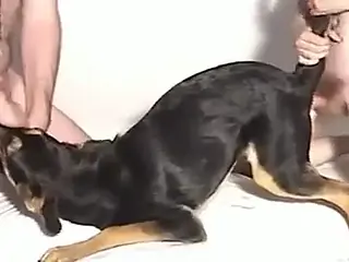 Aroused amateur men share a furry dog for intimate sex