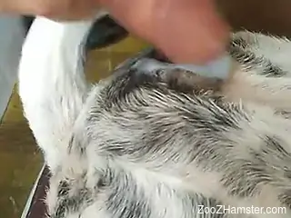 Nude man ass penetrates furry animal until the last drop