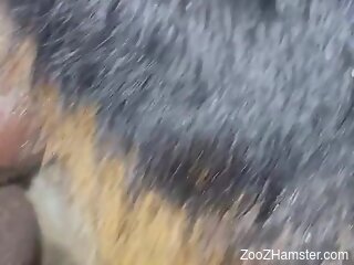 Man deep fucks furry dog's pussy and comes inside the animal