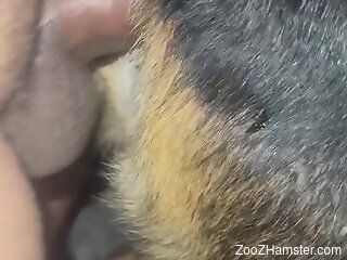 Man deep fucks furry dog's pussy and comes inside the animal