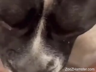 Curious dog licks woman's shaved muff until she comes