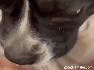 Curious dog licks woman's shaved muff until she comes