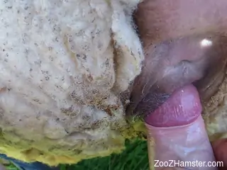 Nude amateur man fucks sheep in the ass in outdoor scenes