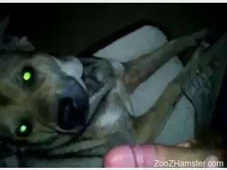 Dog makes owners come on its face after licking his dick