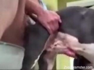 Horny dude deep fucks dog in the ass and shares great scenes