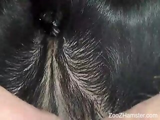 Steamy moments when a man deep fucks a dog in loud manners